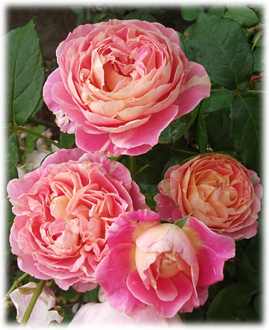 妖精のローズガーデン クロードモネ デルバール社 ピンクと黄色のやさしい絞りが素敵な可愛らしいカップ咲きの春バラ