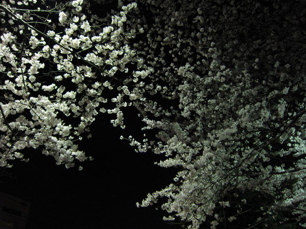 近くの公園の夜桜２