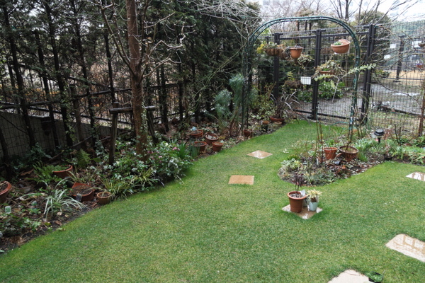 今朝の庭