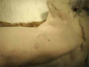 ネコの乳腺腫瘍1