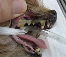 犬の歯槽膿漏1