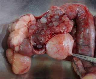 犬の嚢胞性子宮内膜過形成2