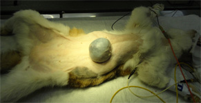 ネコの乳腺腫瘍　単切除2