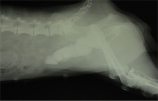 犬の膀胱結石2