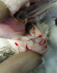 眼球の突出と下顎の骨折3