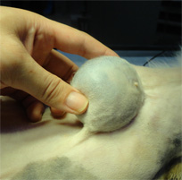 ネコの乳腺腫瘍　単切除3