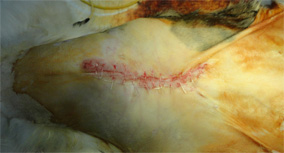 ネコの乳腺腫瘍　単切除4