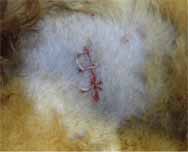 犬の毛包由来の腫瘍5