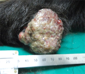 犬の扁平上皮ガン2