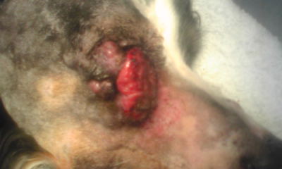 犬の頬に出来た大きな腫瘍1