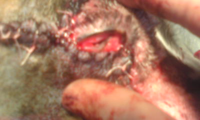 犬の頬に出来た大きな腫瘍3