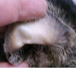 ネコのヘモバルトネラ症2