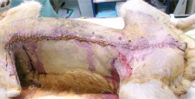 イヌの片側乳腺全摘出術2