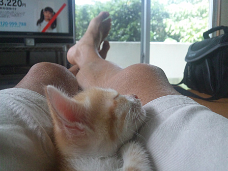 子猫膝昼寝