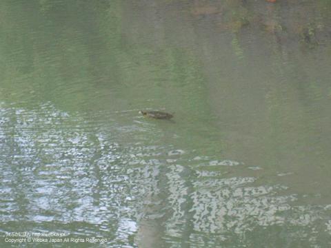大岡川のカメ