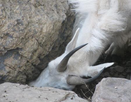 mountain goat 3