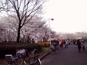 大泉緑地 2012 桜広場（外側から：その1）
