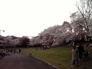 大泉緑地 2012 双ヶ丘の桜（東から：その1）