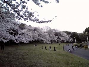 大泉緑地 2012 双ヶ丘の桜（西から）