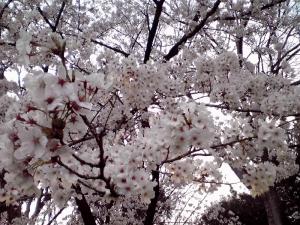 大泉緑地 2012 双ヶ丘の桜（下からの撮影：その1）