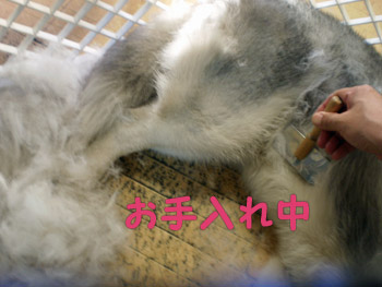 毛刈りされるトリュフ羊