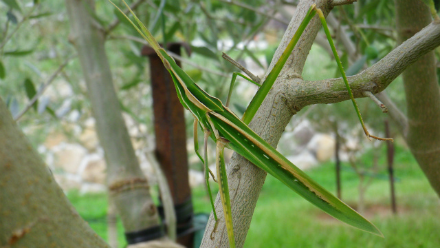 ショウリョウバッタ オリーブ畑に集まる虫たち 小豆島でオリーブを育てよう