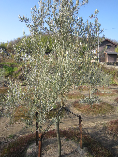 低木に仕立てるための強剪定 オリーブ栽培のこと 小豆島でオリーブを育てよう
