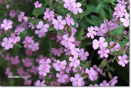 ピンクの小花 ロックソープワート 宿根草