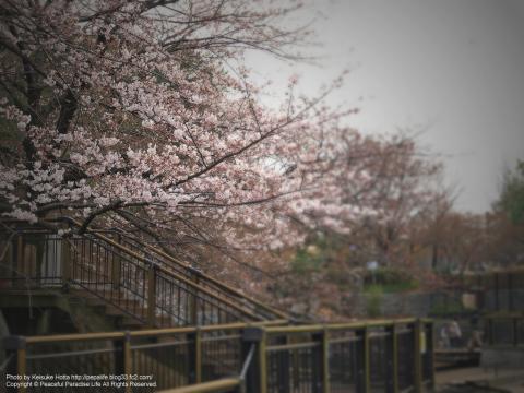 岸根公園の桜