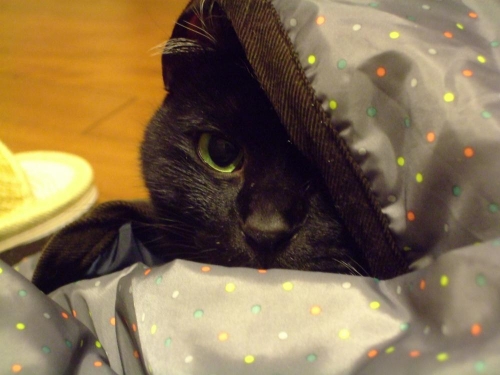 黒猫のタコちゃん（＾－＾）防寒スカートの中にくるまって潜んでいます♪2013.12.28
