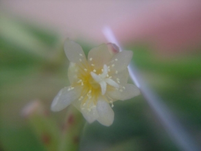 リプサリス　若紫（わかみどり）ネウェス　アルモンディ（Rhipsalis neves-armondii）？2013.12.20芯まで薄黄色なお花～室内で咲いてました♪