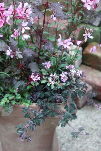 T’s Garden Healing Flowers‐ビンセント鉢とピンク系寄せ植え