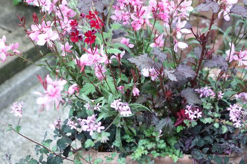 T’s Garden Healing Flowers‐ビンセント鉢とピンク系寄せ植え