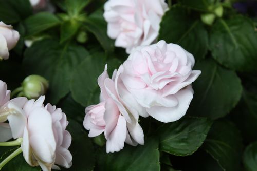 T’s Garden Healing Flowers‐八重インパ・アップルブロッサム