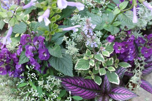 T’s Garden Healing Flowers‐夏の寄せ植え青系